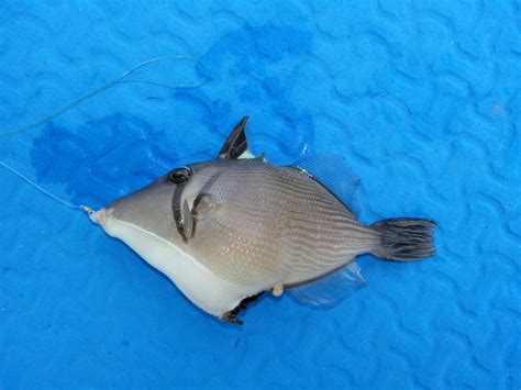 Boomerang Triggerfish Sufflamen Bursa Fishing The Philippines