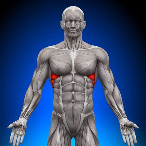 Serratus Anterior Exercises To Strengthen The Top Of Your Abs Dr Axe