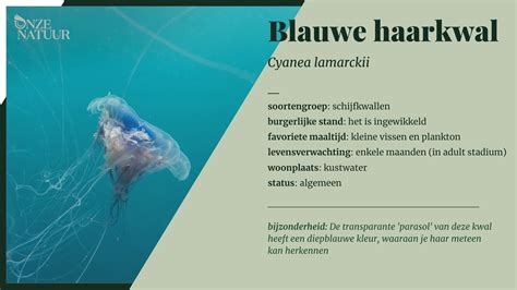 blauwe haarkwal onze natuur