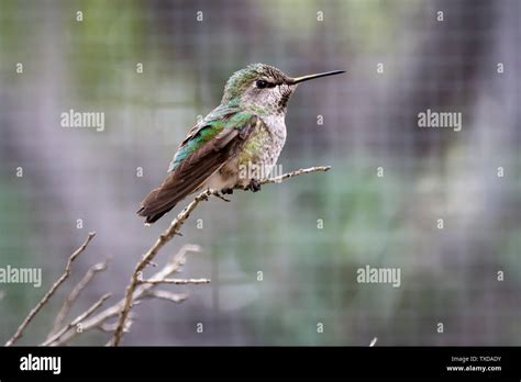 Female Rufous Hummingbird Selasphorus Rufus At Desert Museum In