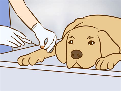 How to Recognize and Treat Salivary Mucocele in Dogs: 12 Steps