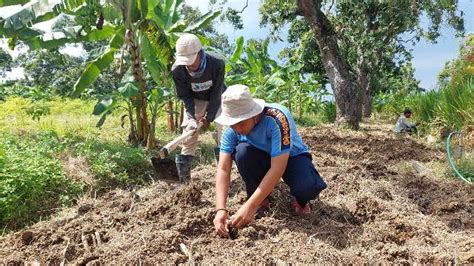 Budi Daya Tanaman Odot Solusi Lapas Terbuka Kendal Untuk Cadangkan