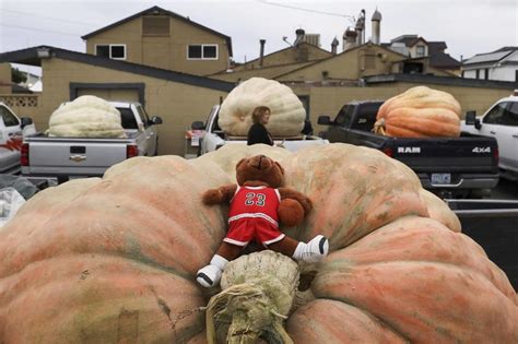 Pumpkin Weighing Pounds Wins California Contest Sets World Record