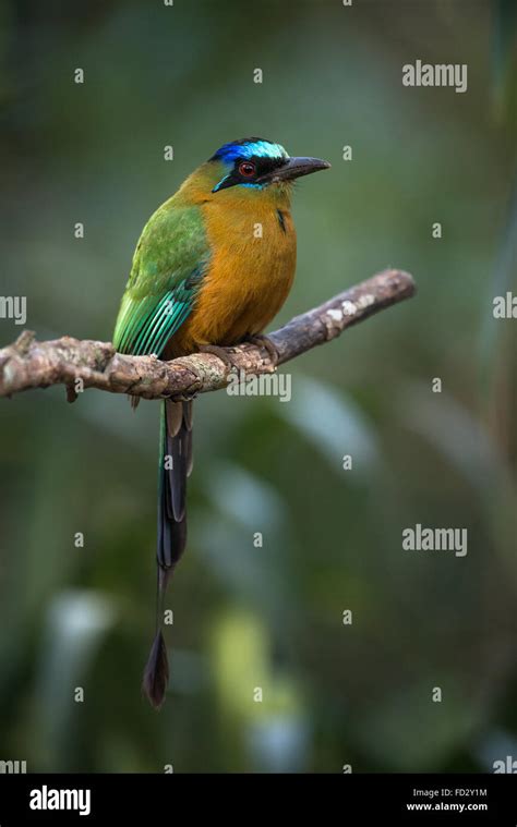 Motmot bird hi-res stock photography and images - Alamy