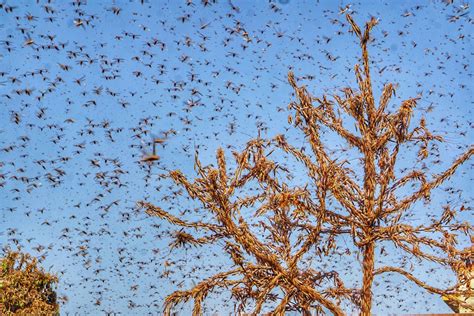 What’s Up With Those Locust Swarms?