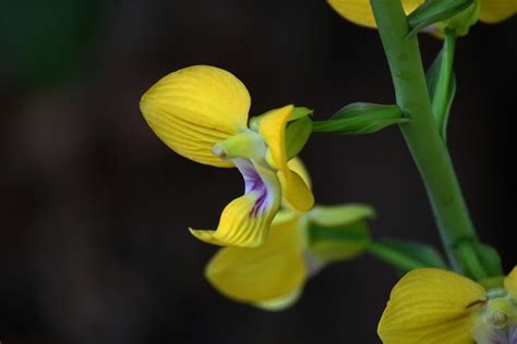 Flores de orquídea amarelas em caule ver Foto stock gratuita Public