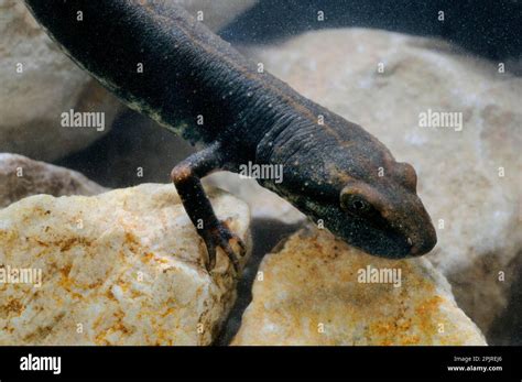 Sardinian Brook Salamander Euproctus Platycephalus Pike Headed Newt