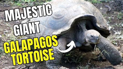 Unveiling The Majestic Giants Galapagos Giant Tortoises Youtube