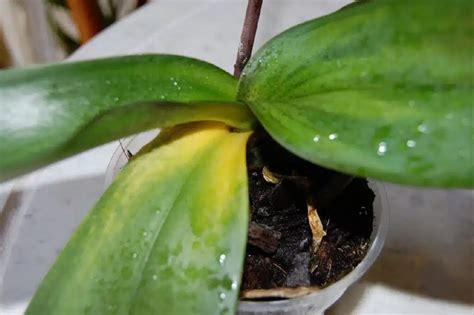 Orquídeas e Bromélias PlantaSonya O seu blog sobre cultivo de