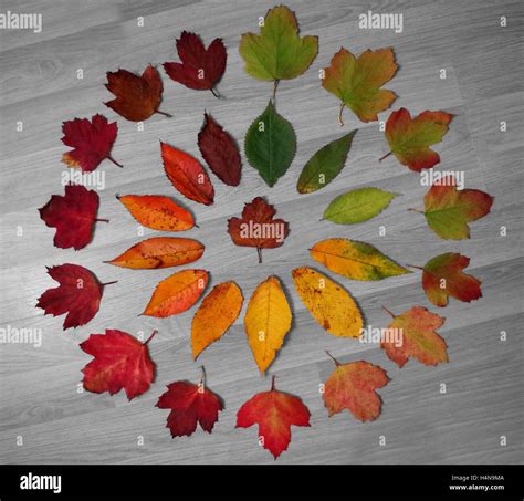 Cycle of Leaf - life cycle of a leaf as it changes color Stock Photo - Alamy