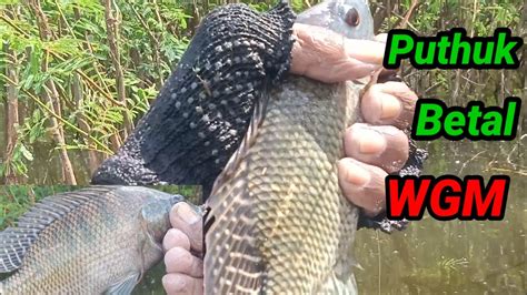 Jadi Incaran Pemancing Waduk Gajah Mungkur Wgmterbaru YouTube