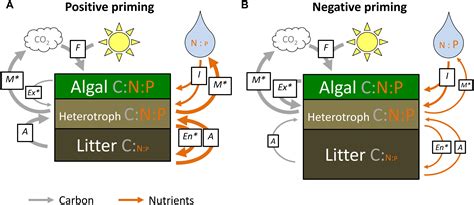 Priming Definition Ecology at Tammy Pough blog