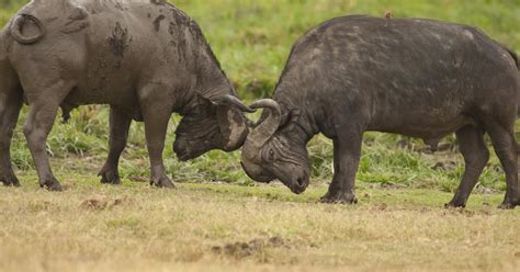 Safari de 2 días por los Parques Nacionales de Tarangire y Lago Manyara