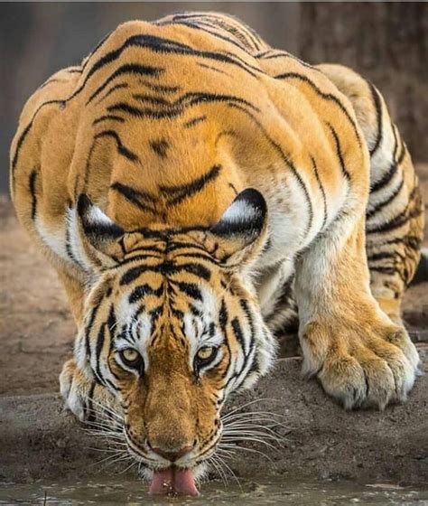 Tigers Are Magnificent On Instagram Look How Beautiful This Tiger Is