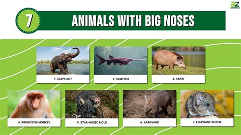 7 Animals With Big Noses And Why They Have Them A Z Animals