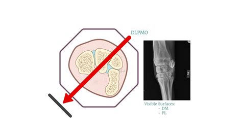 Equine Carpus Radiology Videos - Radiology – Basic concepts on Vimeo