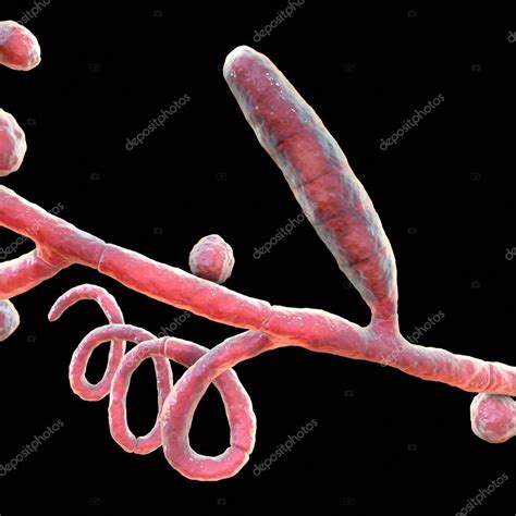 Hongos Trichophyton Mentagrophytes Ilustración 3d Que Muestra Macroconidium Septate E Hifas