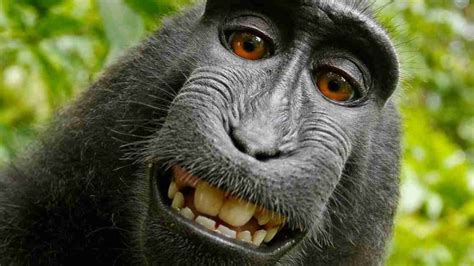 400+ Funny Monkey Names for Primate Puns