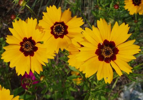 Top 30 Beautiful Yellow Flowers Names List With Pictures