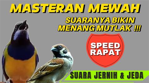 Masteran Burung Tembakan Tajam Dan Kasaran Gereja Tarung Kombinasi