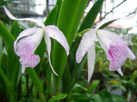 Brassavola Nodosa Hybrid Diogo Flickr