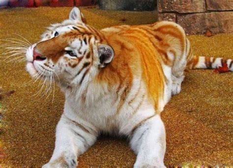 Meet The Golden Tabby Hybrid Tiger