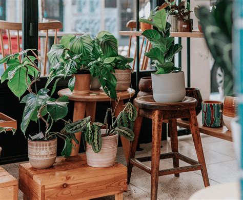 Why You Should Group Your Indoor House Plants Together Indoor Friends