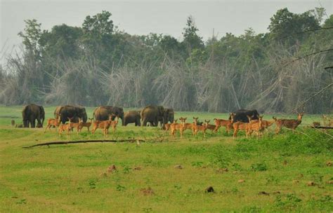 Bandipur National Park History, Travel Information, Hotels, Fare ...