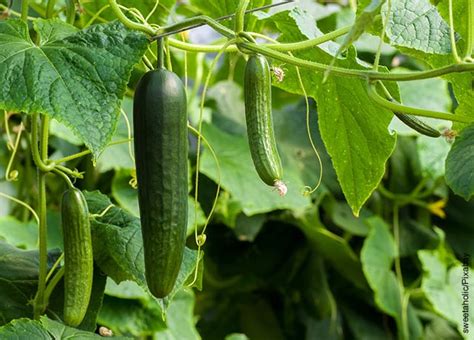 ¿cómo Cultivar Pepino En Maceta Aprende A Hacerlo En Casa