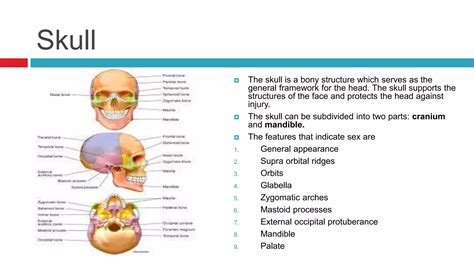 Sex Determination Using Anthropometric Methods Ppt