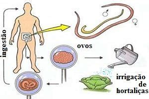 Ascarid Ase Observaped