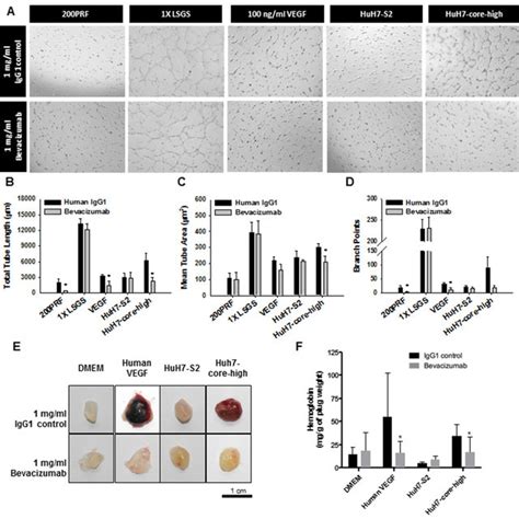 A Western Blot Results Showing The Hcv Core Protein Expression Level