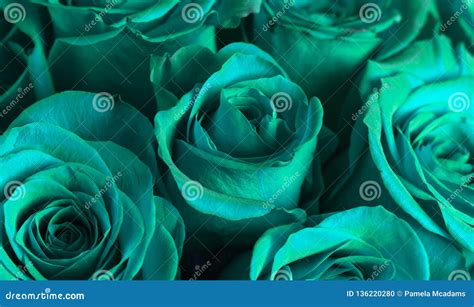 Close Up View of Teal Roses Stock Photo - Image of roses, rose: 136220280