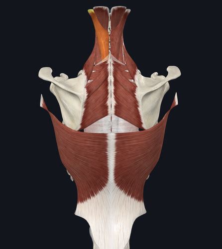 Lab 1: Muscles of Back + Spine Flashcards | Quizlet