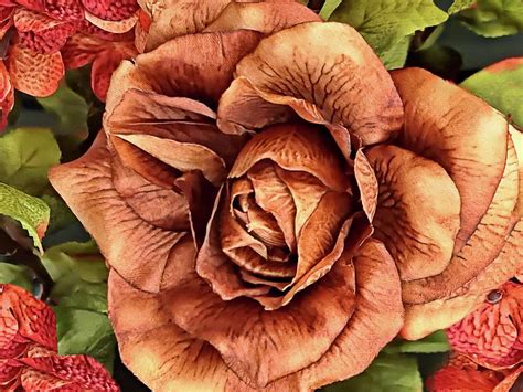 The Rusty Rose Photograph By Diana Angstadt Fine Art America