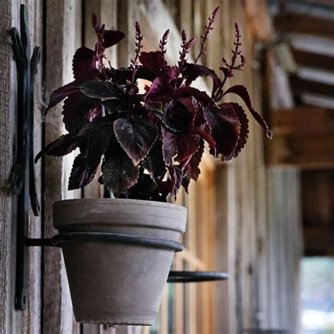 Coleus Folia Velvet Goth Garden