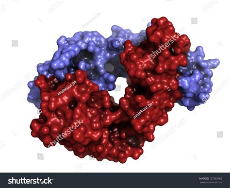 Alemtuzumab Fab Fragment Computer Model. Alemtuzumab Is A Humanized ...