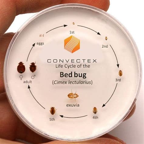 Bed Bug Inspection A Simple Guide