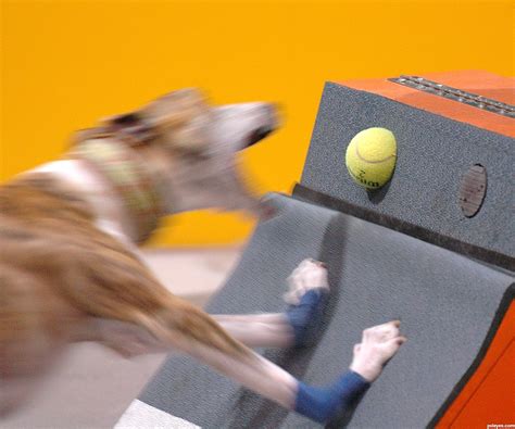 Flyball Photography Contest Pictures - Image Page 1 - Pxleyes.com