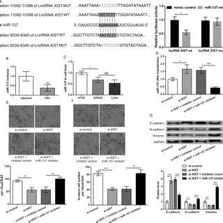 Lncrna Xist Promotes Crc Cell Migration And Invasion Possible Via