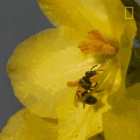 Bee Collecting Nectar GIF - Bee Collecting Nectar Working - Discover & Share GIFs