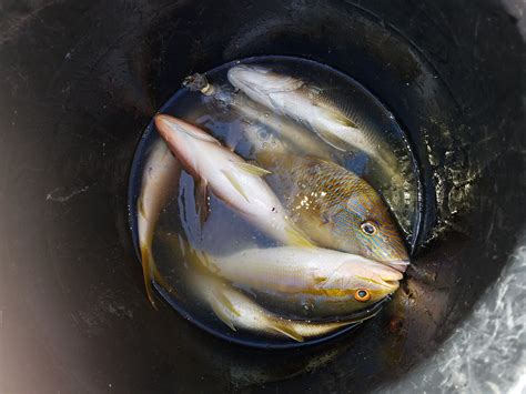 fish catch  photo  pixabay pixabay