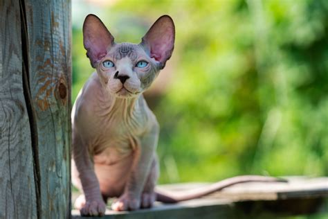 5 hairless animals that are—surprise!—Canadian - Cottage Life