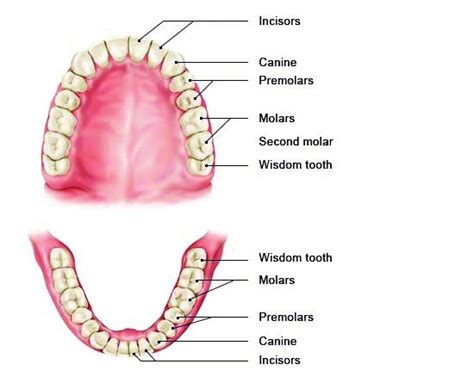 How our teeth and jaws work together | informedhealth.org