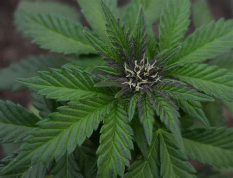 Cannabis Use Linked To Epigenetic Changes Study Shows