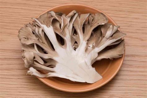 Best Oyster Mushroom Substitutes