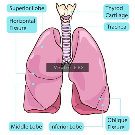 Premium Vector Human Lung Body Parts Anatomy