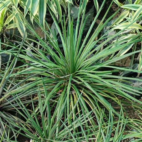 Dracaena Draco Dragon Tree Plant Wild Roots