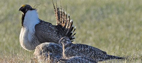 Network connects data across borders for bird conservation - The ...