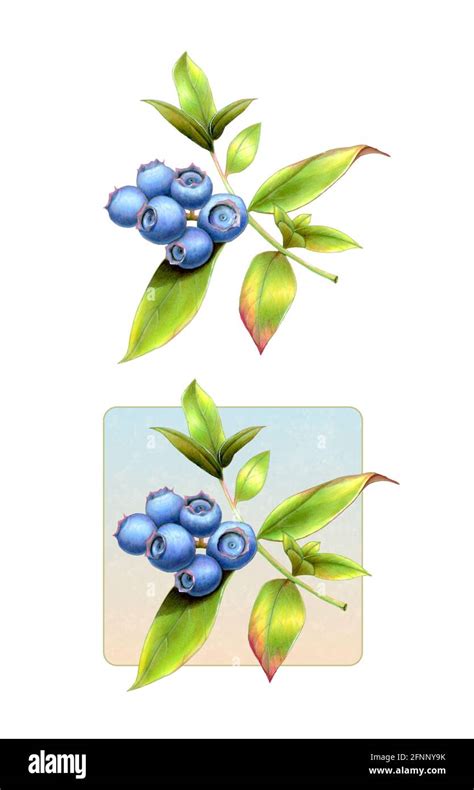 Botanical drawing blueberry hi-res stock photography and images - Alamy